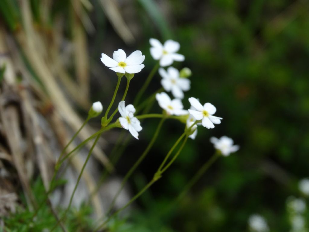 Androsace lactea / Androsace lattea